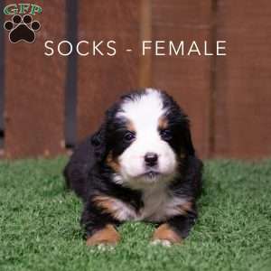 Socks, Bernese Mountain Dog Puppy